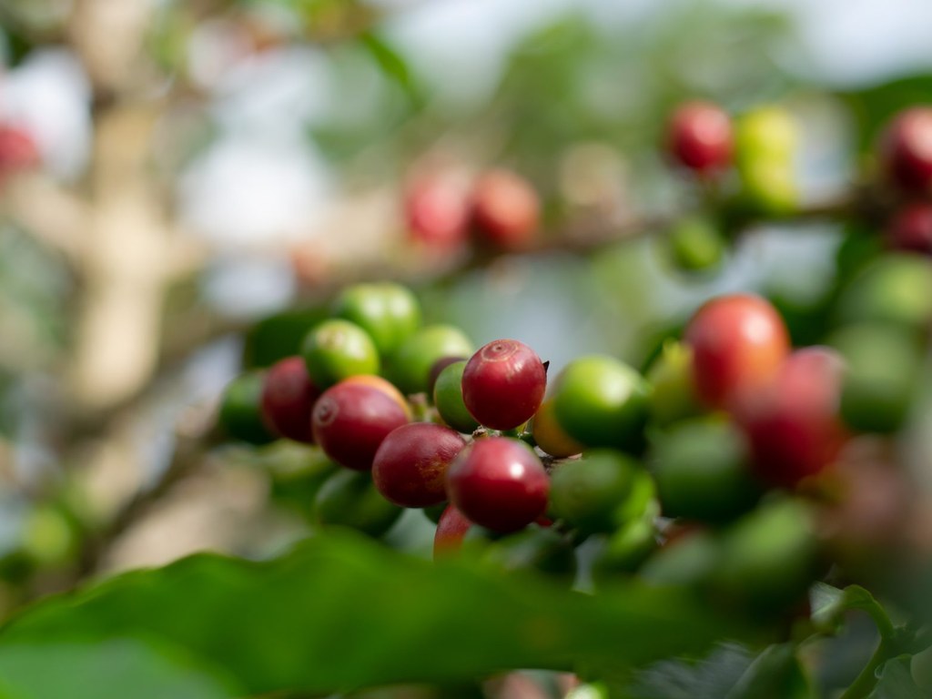 Origin Coffee coffee scene